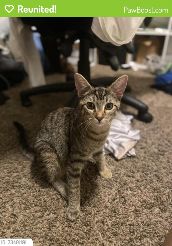 Reunited Female Cat last seen McClellan Court apmts, North Highlands, CA 95660