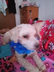 Lost Male Dog last seen Vinton area, Canutillo, TX 79835