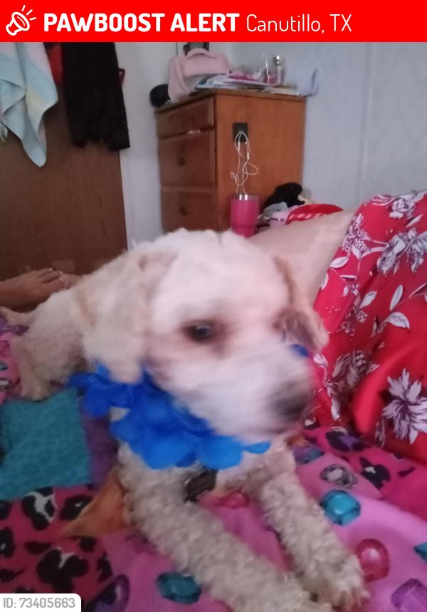 Lost Male Dog last seen Vinton area, Canutillo, TX 79835