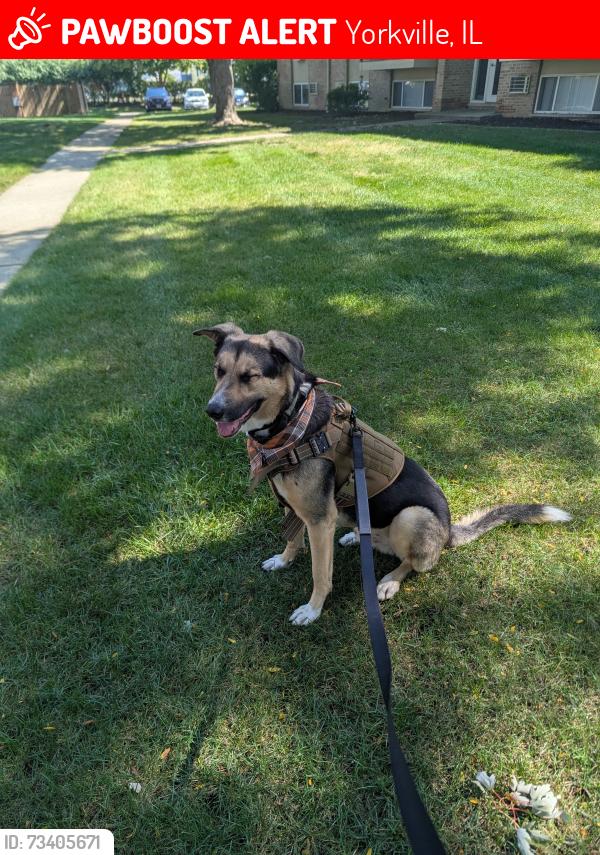 Lost Male Dog last seen Morgan st, Yorkville, IL 60560