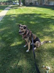 Lost Male Dog last seen Morgan st, Yorkville, IL 60560