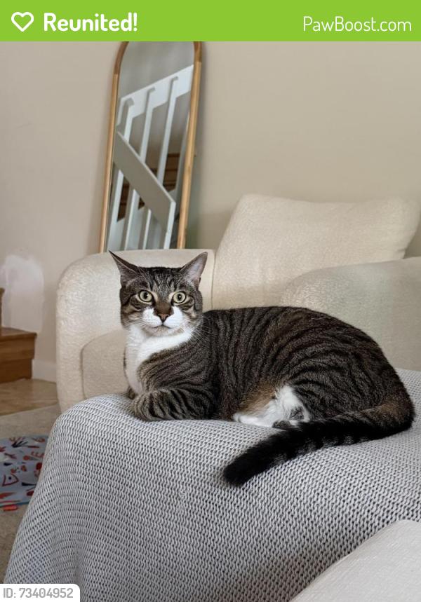 Reunited Male Cat last seen Northlake Blvd and Green Meadows Way, Palm Beach Gardens, FL 33418