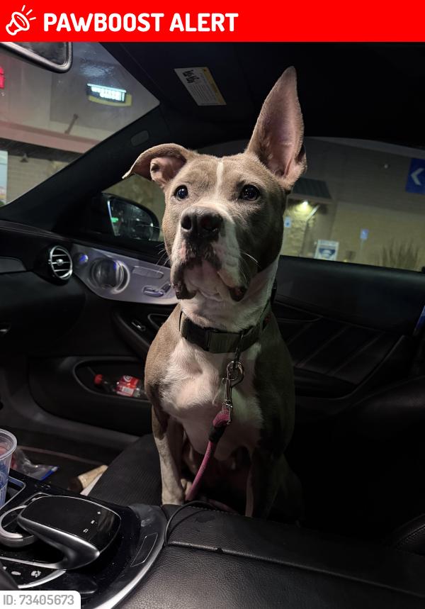 Lost Female Dog last seen Arlington drive and glacier drive, Colorado Springs, CO 80910