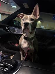 Lost Female Dog last seen Arlington drive and glacier drive, Colorado Springs, CO 80910