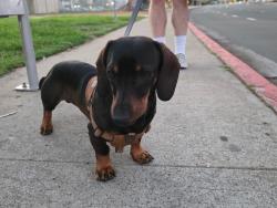 Reunited Male Dog last seen W Washington Ave, El Cajon, CA 92020, USA, El Cajon, CA 92020