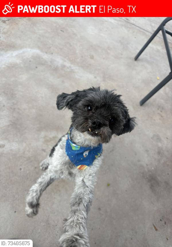Lost Male Dog last seen Edgemere, Zaragoza ,Rich Beem, El Paso, TX 79938