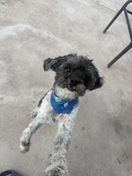 Lost Male Dog last seen Edgemere, Zaragoza ,Rich Beem, El Paso, TX 79938