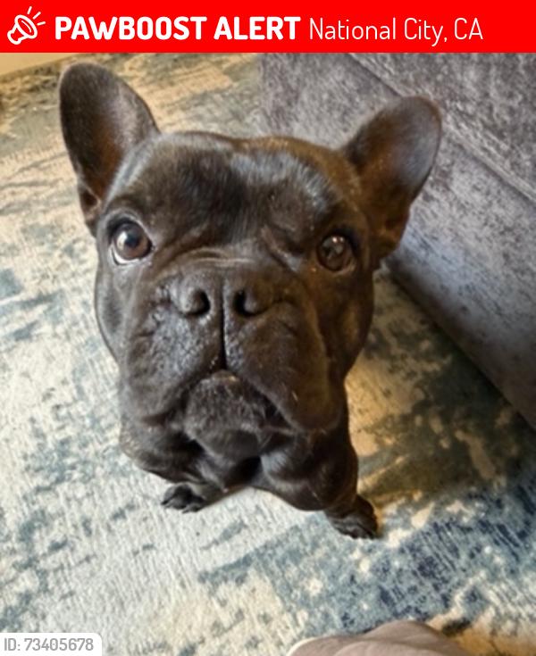 Lost Male Dog last seen Manchester plaza blvd, National City, CA 91950