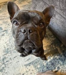 Lost Male Dog last seen Manchester plaza blvd, National City, CA 91950