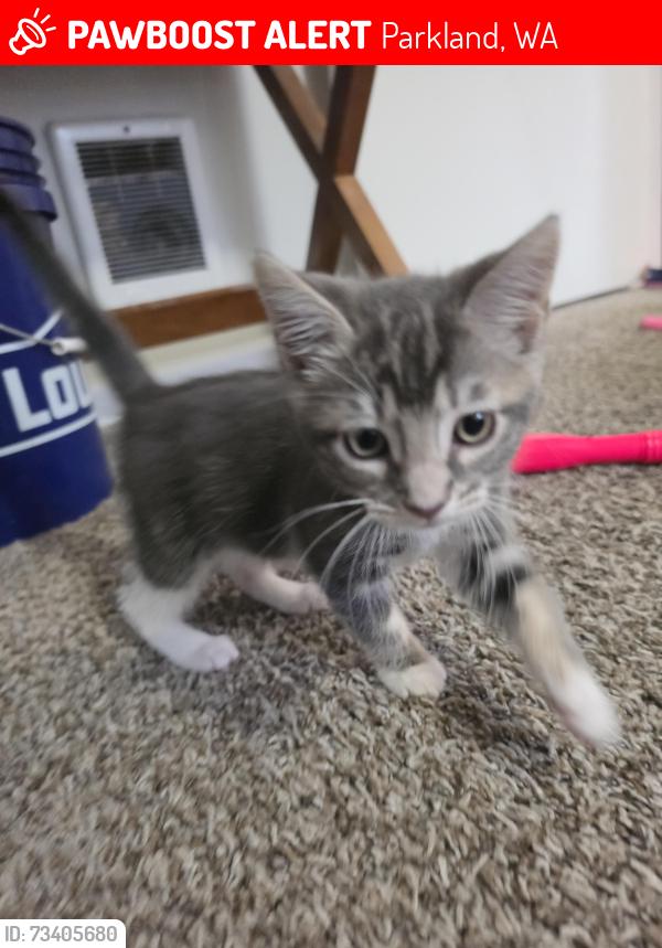 Lost Female Cat last seen Steele st, Parkland, WA 98444