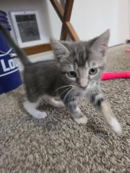 Lost Female Cat last seen Steele st, Parkland, WA 98444