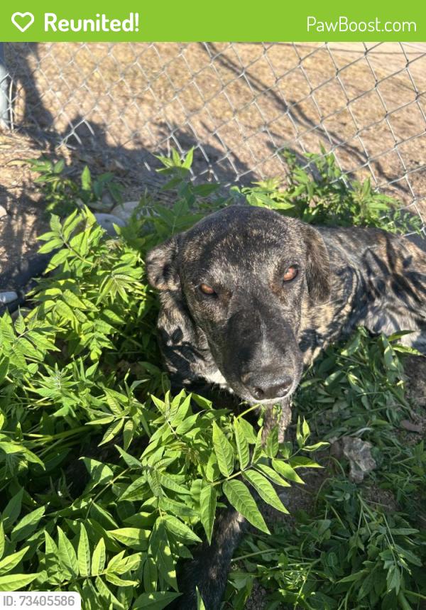 Reunited Female Dog last seen Larch St. and C Ave, Hesperia, CA 92345