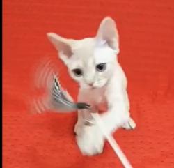 Reunited Female Cat last seen Monte Verde, South San Francisco, CA 94080
