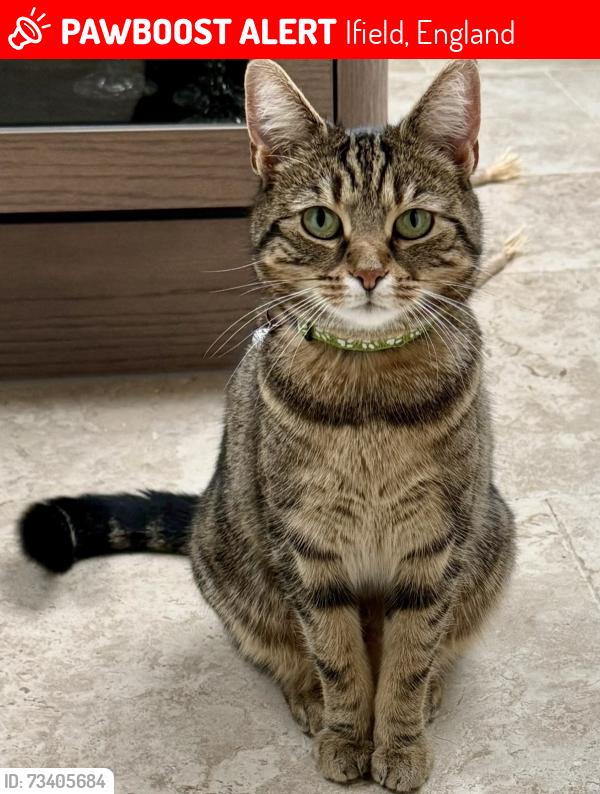 Lost Female Cat last seen Ifield west near Ifield Mill RH11 0JQ, Ifield, England 
