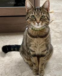 Lost Female Cat last seen Ifield west near Ifield Mill RH11 0JQ, Ifield, England 