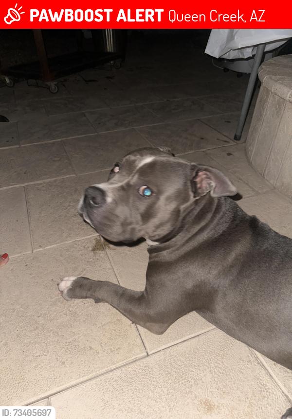 Lost Male Dog last seen The villages in Queen creek, Queen Creek, AZ 85142