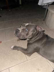 Lost Male Dog last seen The villages in Queen creek, Queen Creek, AZ 85142