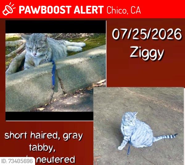 Lost Male Cat last seen Safeway on East Ave, Chico, CA 95926