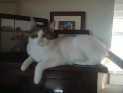Lost Female Cat last seen Maui Nui Golf course, Kihei, HI 96753