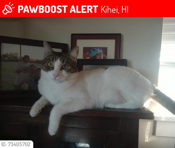 Lost Female Cat last seen Maui Nui Golf course, Kihei, HI 96753