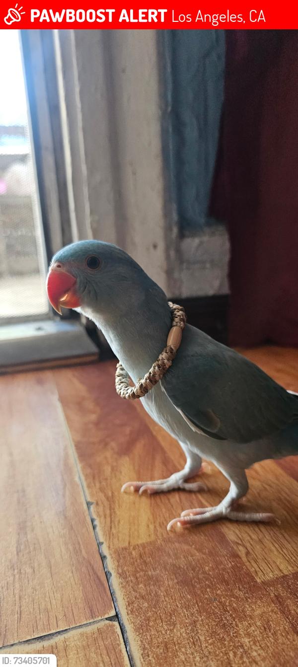 Lost Male Bird last seen South central Los Angeles, Los Angeles, CA 90011