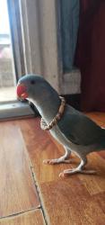 Lost Male Bird last seen South central Los Angeles, Los Angeles, CA 90011