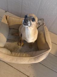 Lost Male Dog last seen Heifner rd on bopp and San Joaquin, Tucson Estates, AZ 85735