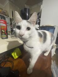 Lost Female Cat last seen hungry jacks, drakes, Huntfield Heights, SA 5163