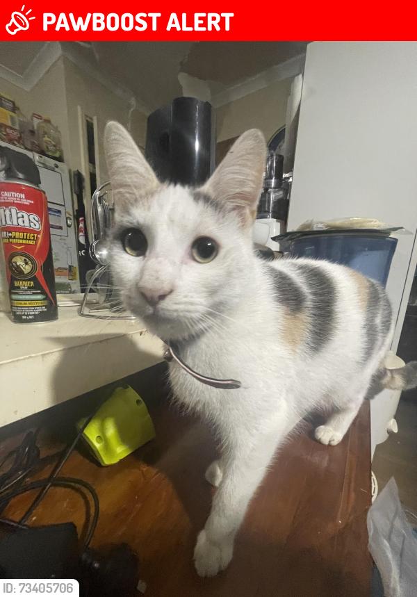 Lost Female Cat last seen hungry jacks, drakes, Huntfield Heights, SA 5163