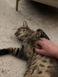 Reunited Male Cat last seen Stewart St. and Fratis St., Folsom, CA 95630