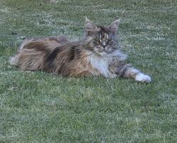 Lost Female Cat last seen Lemongrove way, Berwick, VIC 3806
