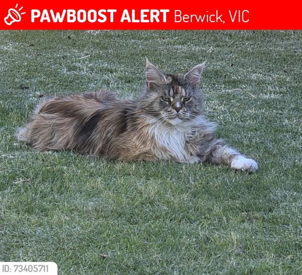 Lost Female Cat last seen Lemongrove way, Berwick, VIC 3806