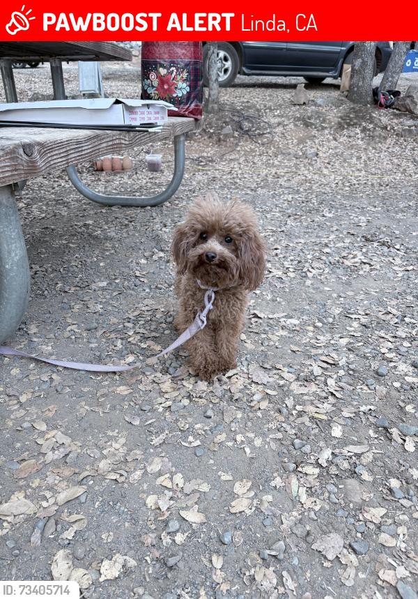 Lost Female Dog last seen Woodlet st and peach tree, Linda, CA 95901