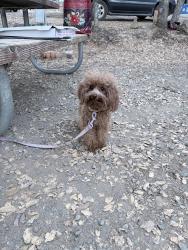 Lost Female Dog last seen Woodlet st and peach tree, Linda, CA 95901