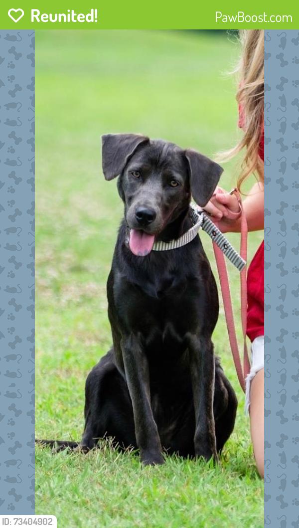 Reunited Female Dog last seen Near Deedle Creek Dr, Montpelier, VA 23192, USA, Montpelier, VA 23192