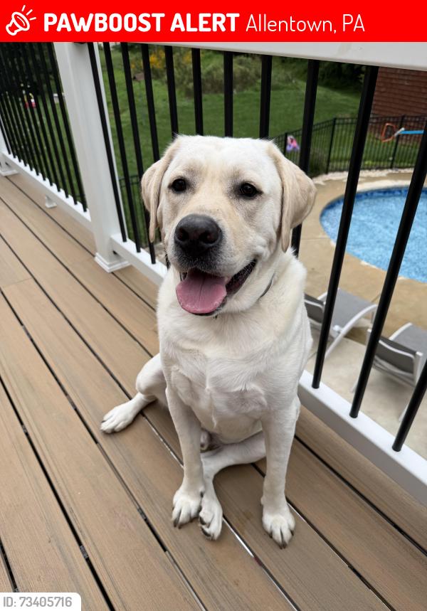 Lost Male Dog last seen Huckleberry and Jonagold Rd, Allentown, PA 18104