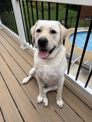 Lost Male Dog last seen Huckleberry and Jonagold Rd, Allentown, PA 18104