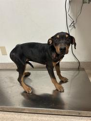 Shelter Stray Female Dog last seen Near BLOCK CASEY AVE, DELANO CA 93215, 3951 Fruitvale Ave, Bakersfield, CA 93308, USA