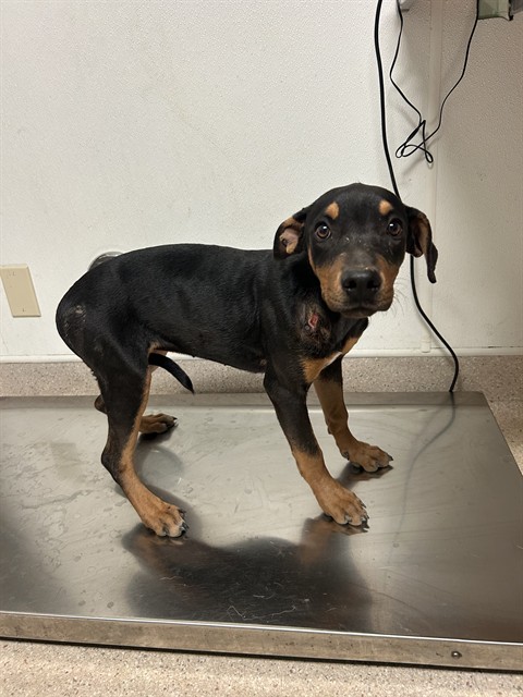 Shelter Stray Female Dog last seen Near BLOCK CASEY AVE, DELANO CA 93215, 3951 Fruitvale Ave, Bakersfield, CA 93308, USA