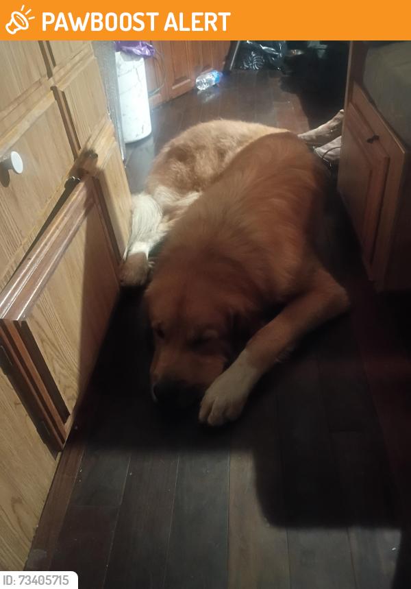 Found/Stray Male Dog last seen Apache Junction Walmart, Apache Junction, AZ 85120