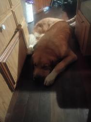 Found/Stray Male Dog last seen Apache Junction Walmart, Apache Junction, AZ 85120
