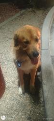 Found/Stray Male Dog last seen Walmart Delaware and the trail, Apache Junction, AZ 85220