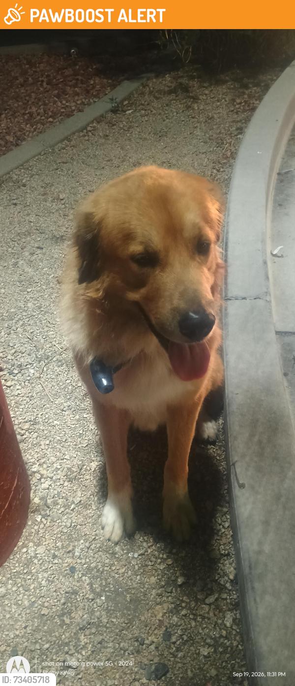 Found/Stray Male Dog last seen Walmart Delaware and the trail, Apache Junction, AZ 85220
