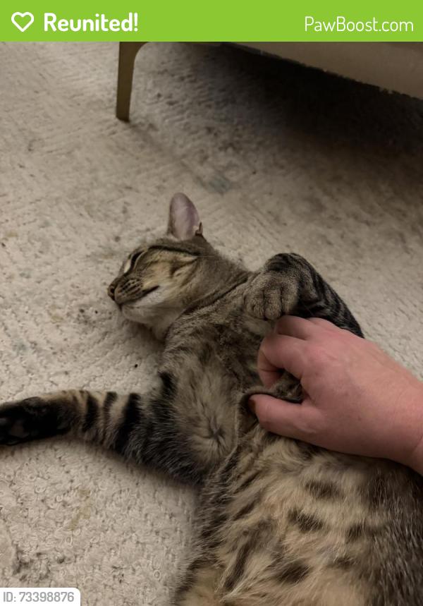 Reunited Male Cat last seen Stewart St. and Fratis St., Folsom, CA 95630