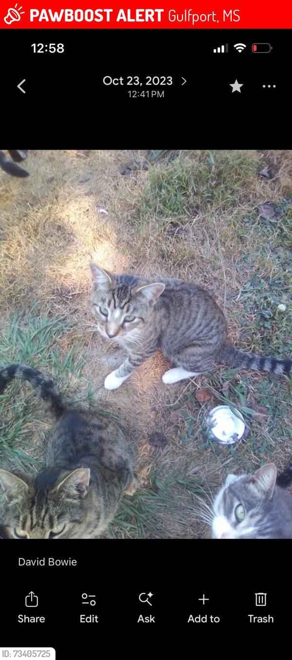 Lost Male Cat last seen East Birch Drive, Gulfport, MS 39503