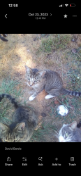Lost Male Cat last seen East Birch Drive, Gulfport, MS 39503