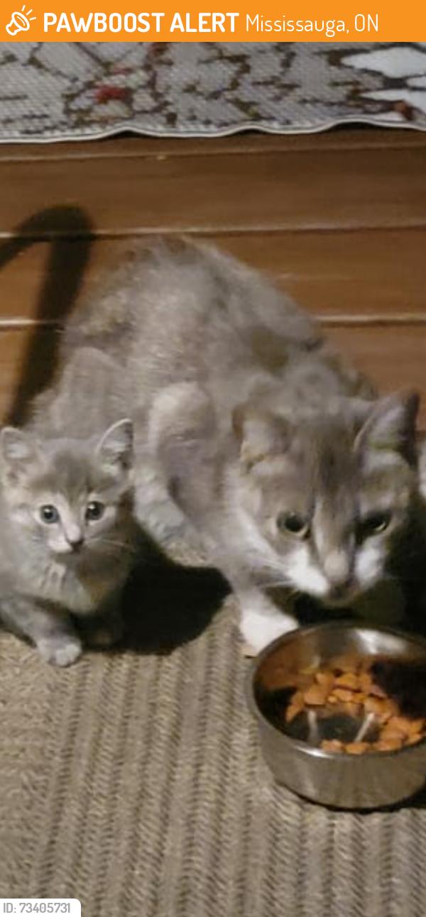 Found/Stray Female Cat last seen Perivale Road Mississauga, Mississauga, ON 
