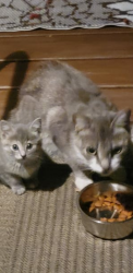 Found/Stray Female Cat last seen Perivale Road Mississauga, Mississauga, ON 