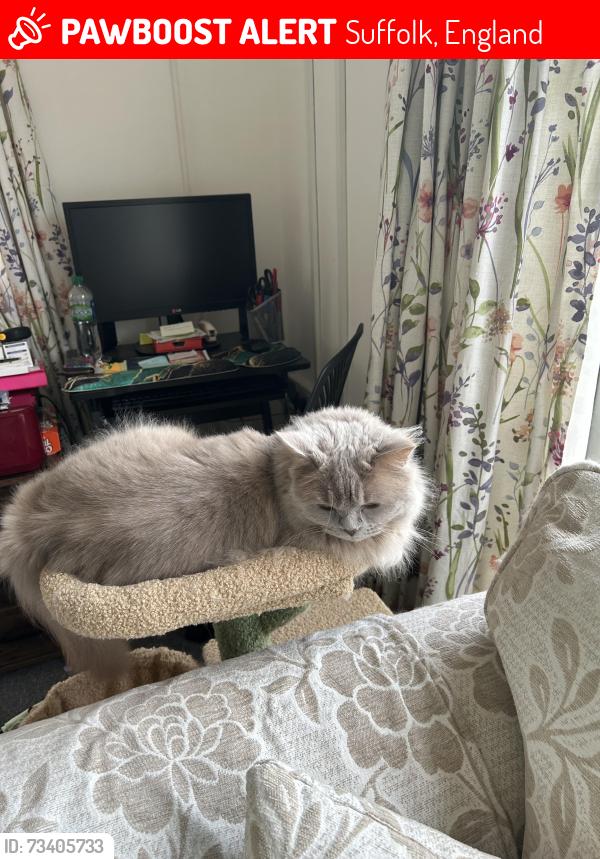 Lost Female Cat last seen St Peter’s Road Stowmarket, Suffolk, England 