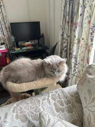 Lost Female Cat last seen St Peter’s Road Stowmarket, Suffolk, England 